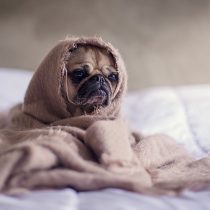 A Daughter and a Dog With Lupus